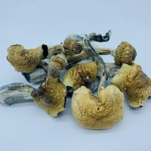 Ecuadorian Mushrooms delivery online US