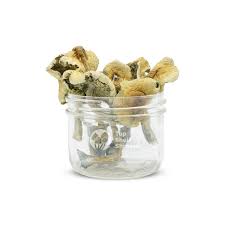 Golden Teacher Mushroom For Sale Online Near Me-Buy Now in usa