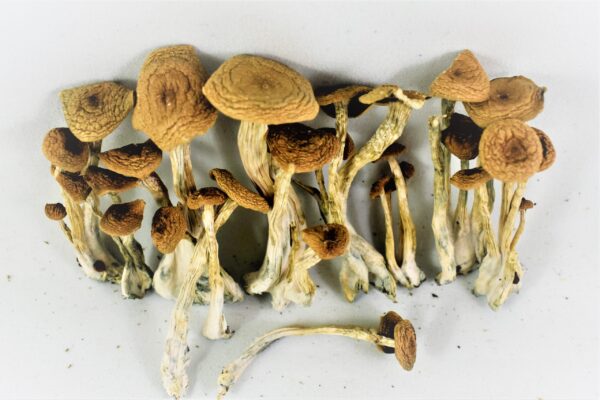 Buy Alacabenzi Magic Mushrooms online - Magic Mushroom Grow