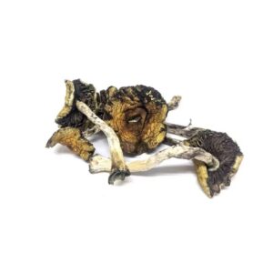 Mexicana Mushrooms - Buy Psychedelic Online