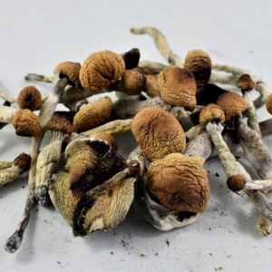 Buy Ecuadorian Mushrooms - $99/OZ - House Of Shrooms