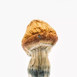 Buy Mazatapec Mushrooms Online USA | Buy Mazatapec Shrooms