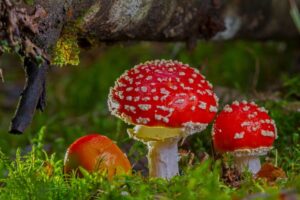 The Beginners Guide to Magic Mushrooms-Understanding Types and Effects